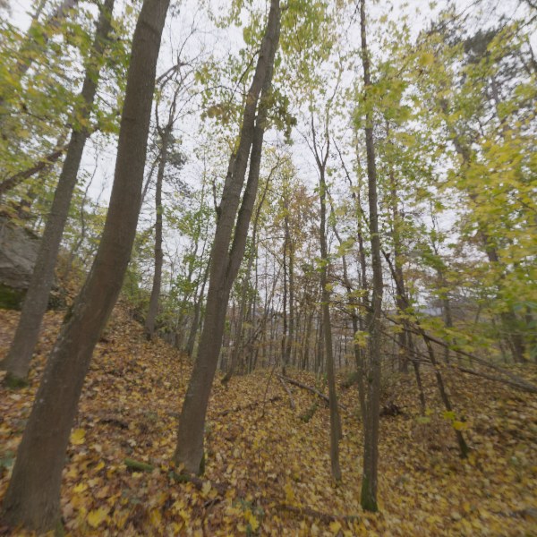 the forest the eye is looking at